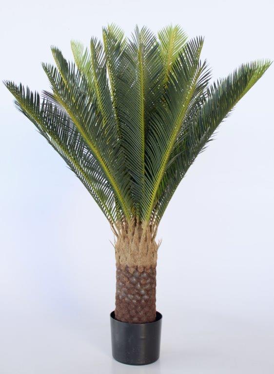 Large Cycad In Pot